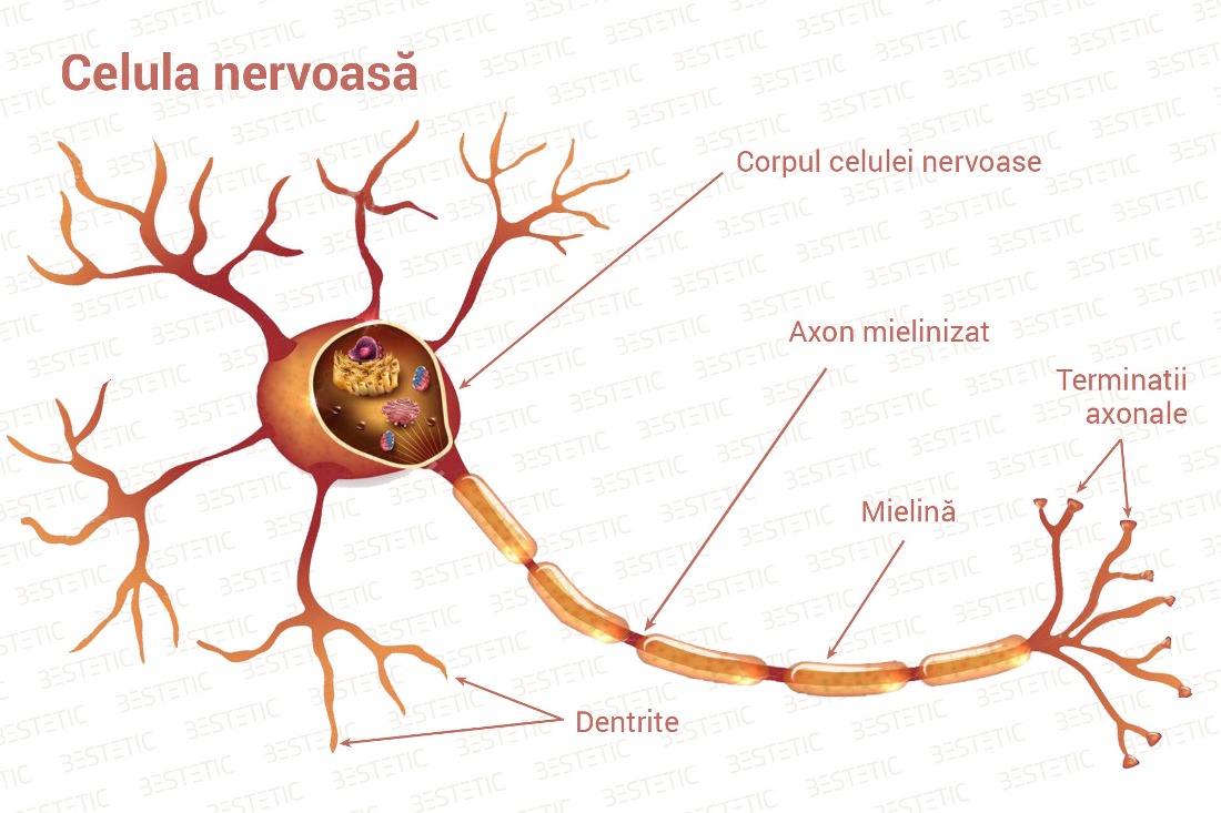 Короткие аксоны сильно ветвятся. Герб нерв. Как нарисовать нерв. Пучок аксонов в зрительном нерве. Погибает Аксон нерва.