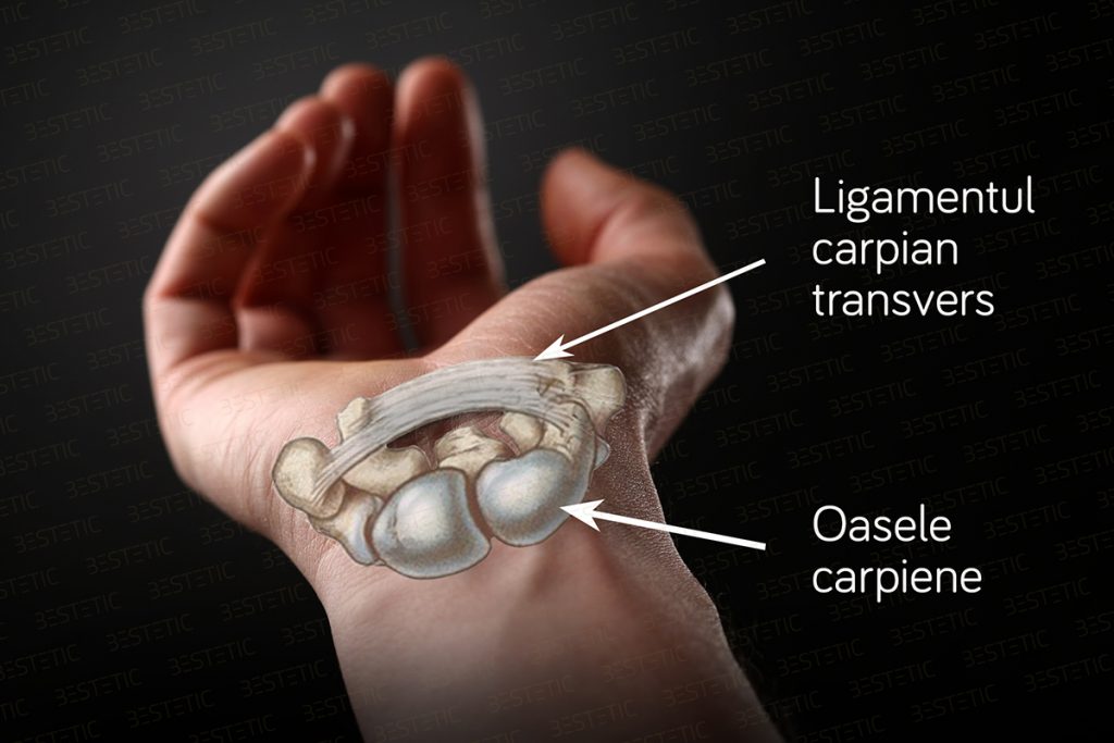 Tunel carpian anatomie
